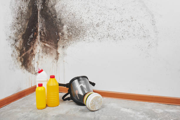 Best Professional Mold Removal  in Ponchatou, LA