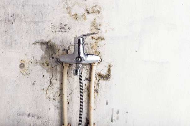 Professional Mold Removal in Ponchatoula, LA