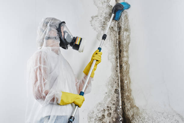Best Local Mold Removal Service  in Ponchatou, LA