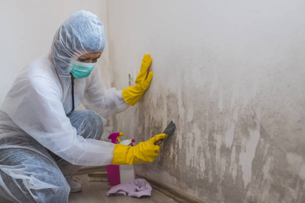 Best Mold Damage Repair  in Ponchatou, LA