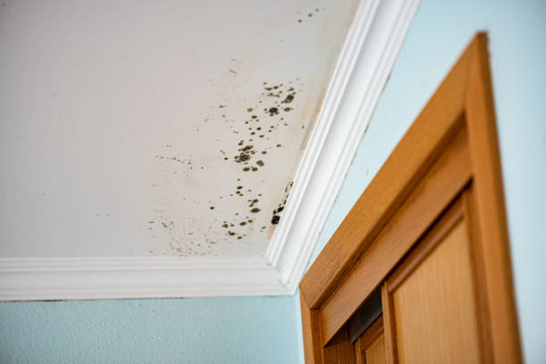 Best Attic Mold Removal  in Ponchatou, LA