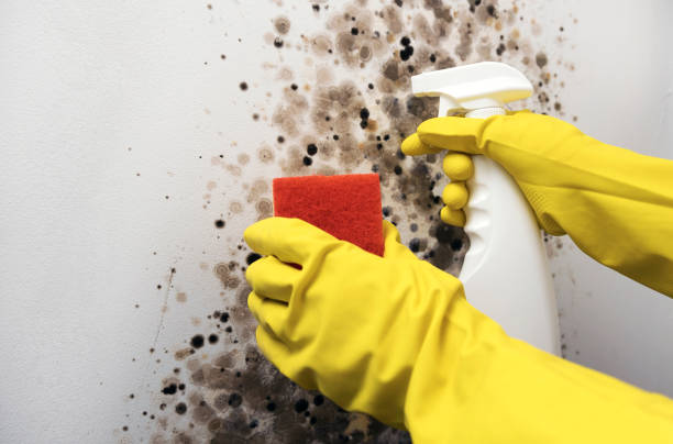 Best Affordable Mold Removal  in Ponchatou, LA