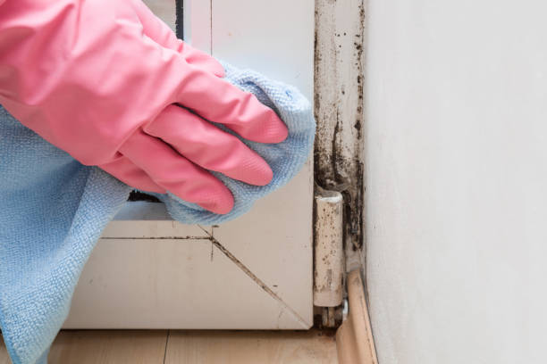 Best Best Mold Removal Companies  in Ponchatou, LA