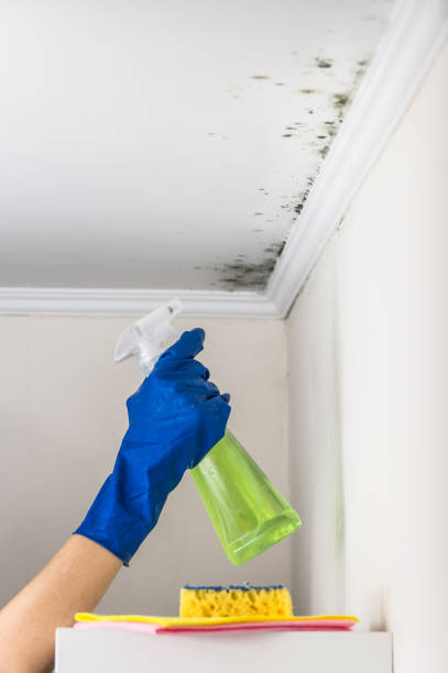 Best Emergency Mold Removal  in Ponchatou, LA